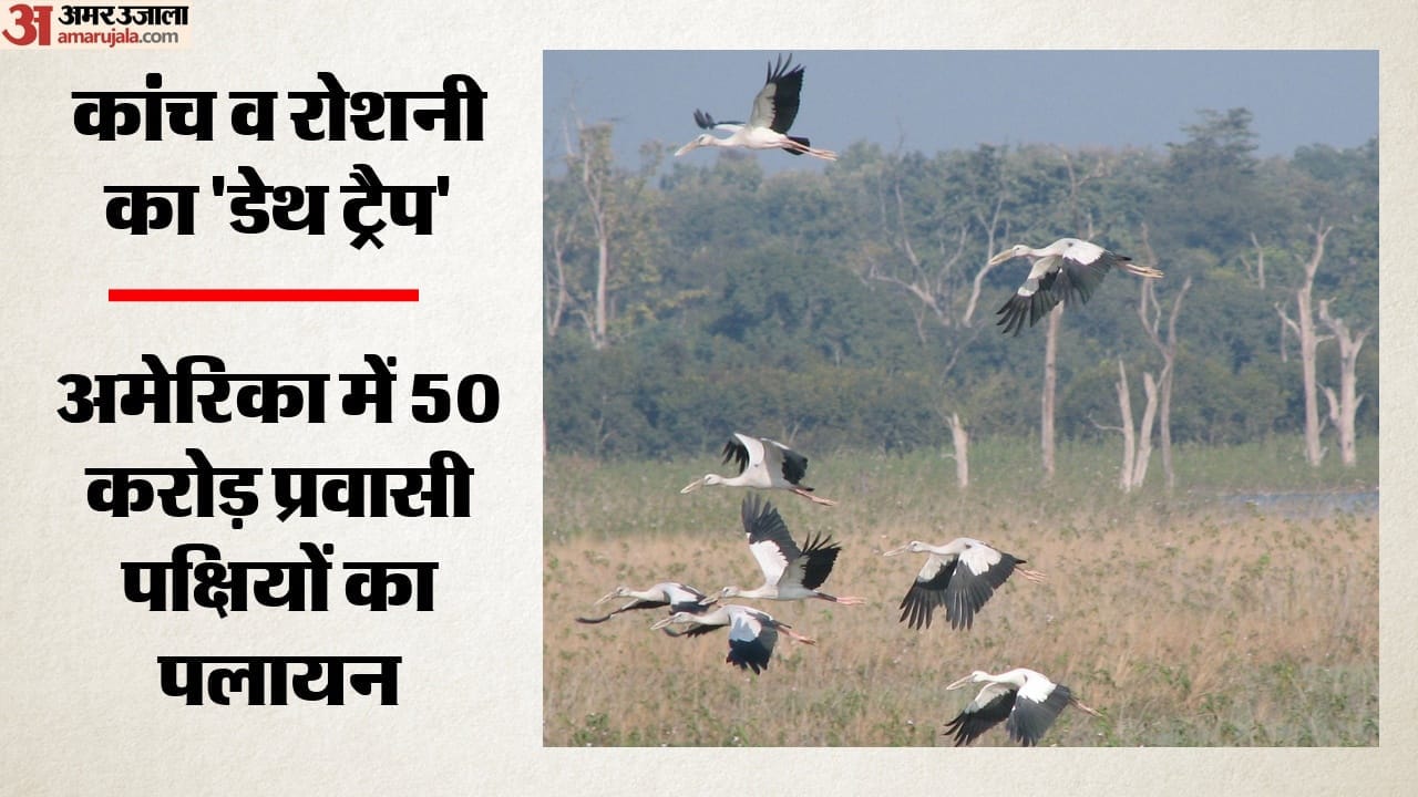 अमेरिका में 50 करोड़ प्रवासी पक्षियों का पलायन (सांकेतिक तस्वीर)