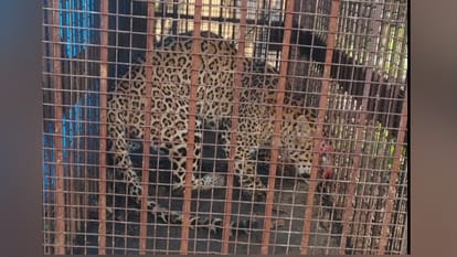 Bijnor: A leopard was perched on a tree while a Pitbull barked below; when a shot was fired