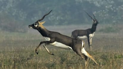 सांकेतिक तस्वीर