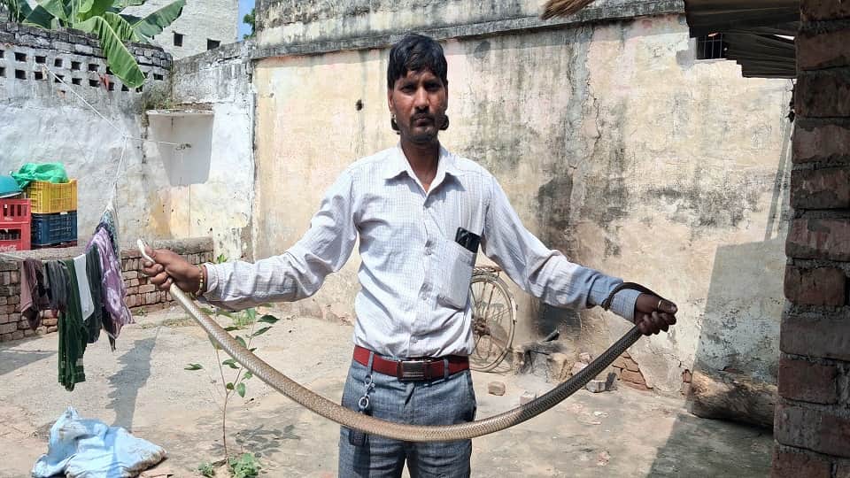 A seven-foot-long cobra entered the house