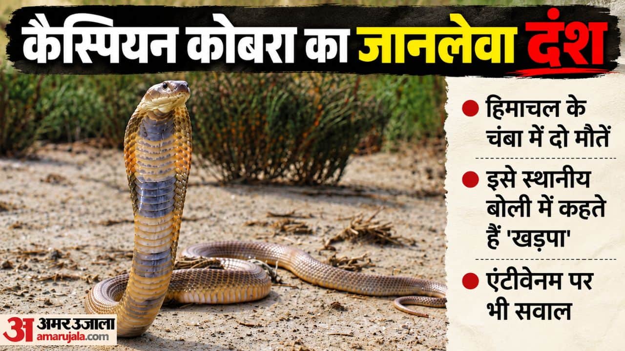 कैस्पियन कोबरा का जहरीला दंश।