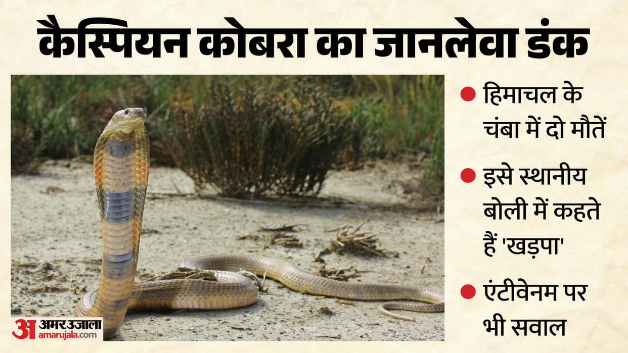 caspian cobra bite kills two in chamba first scientific report himachal