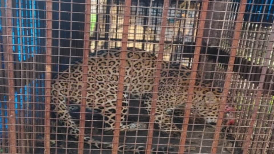 Nagina: Eight-Year-Old Leopard Rescued After Getting Trapped in Cage Baited With Chickens