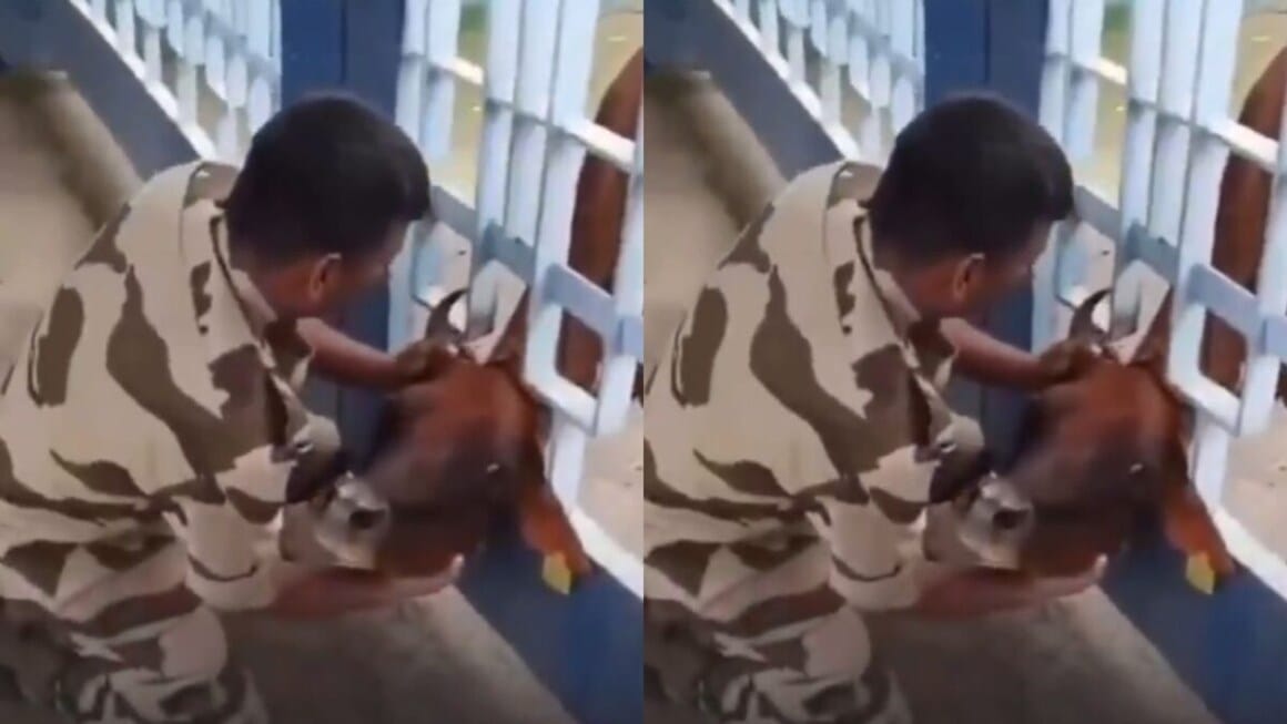 viral cisf jawan rescues cow stuck in iron gate railings humanity viral video compassionate act of kindness