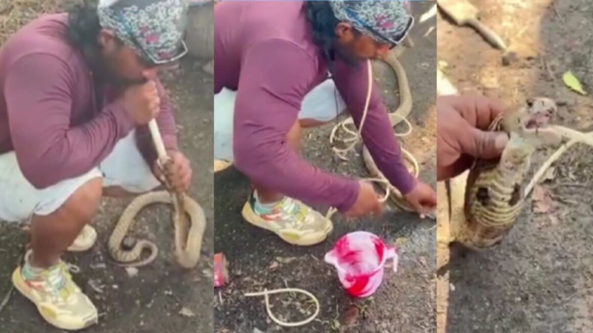 young man saves dying snake life by giving cpr with plastic pipe viral video shocks internet