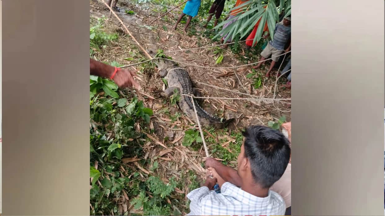 Crocodile enters village in Kushinagar early in the morning; panic grips villagers.