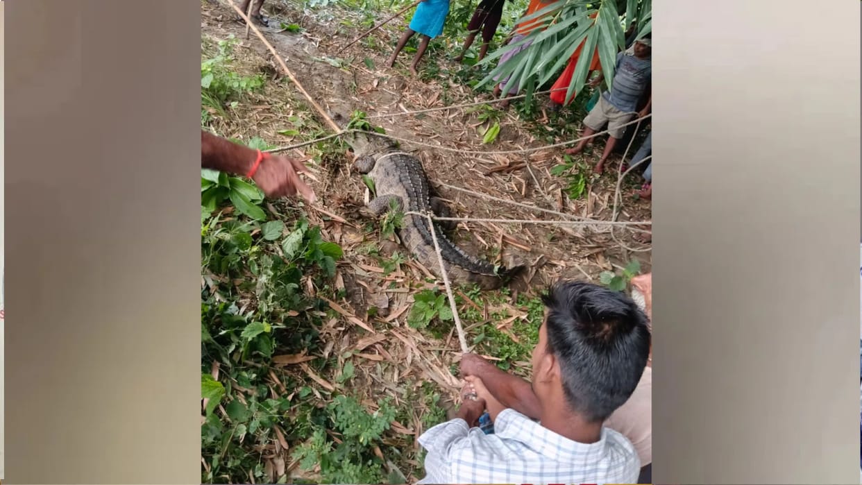 Crocodile enters village in Kushinagar early in the morning; panic grips villagers.