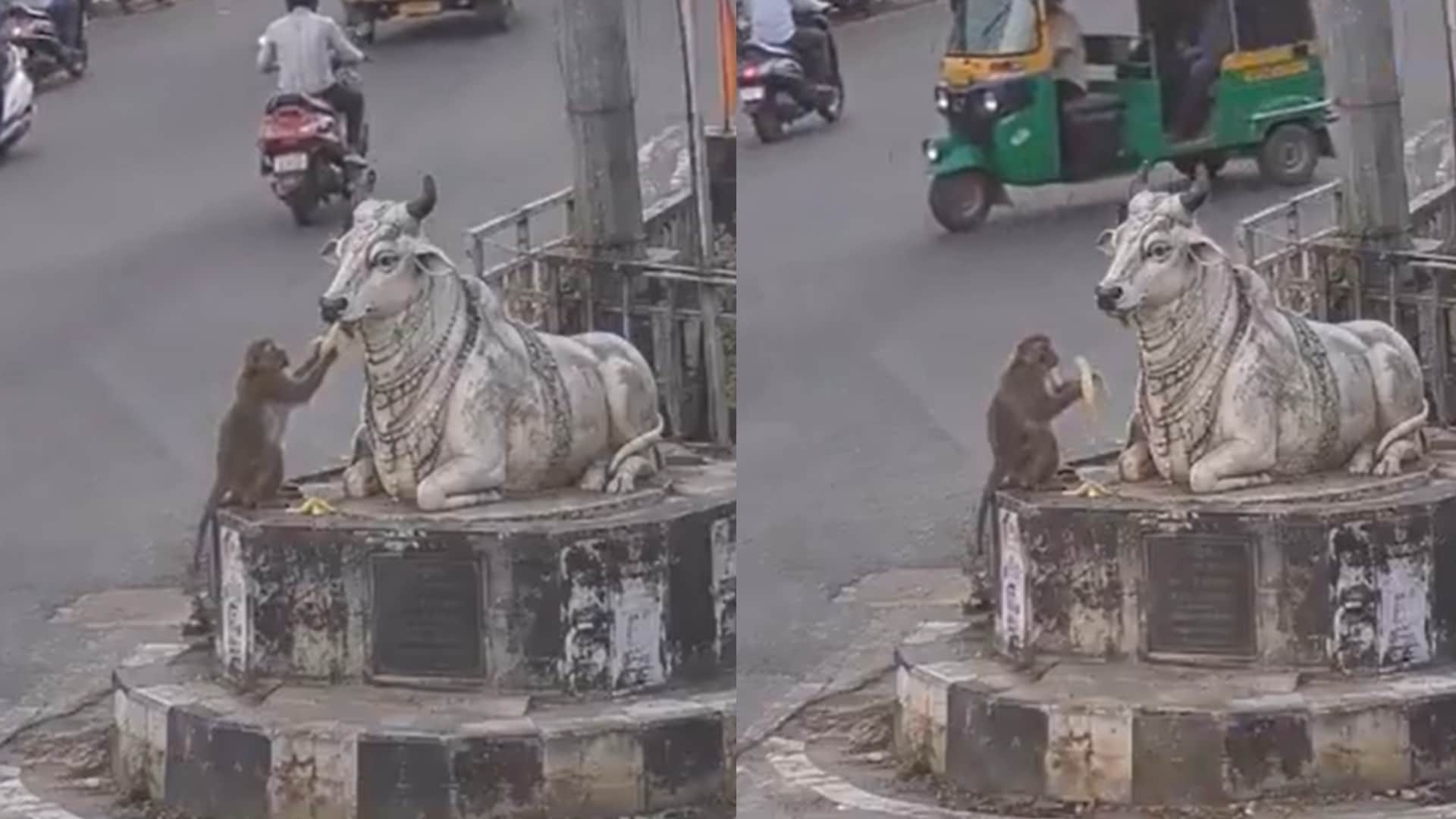 नंदी की मूर्ति के सामने पहुंचा बंदर, फिर जो किया उसे देखकर लोग हैरान