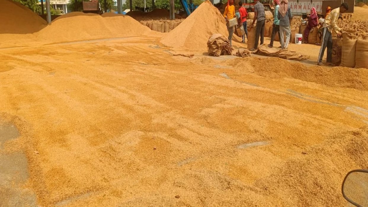 Online registration for paddy procurement begins in Himachal Pradesh; find out the Minimum Support Price per q