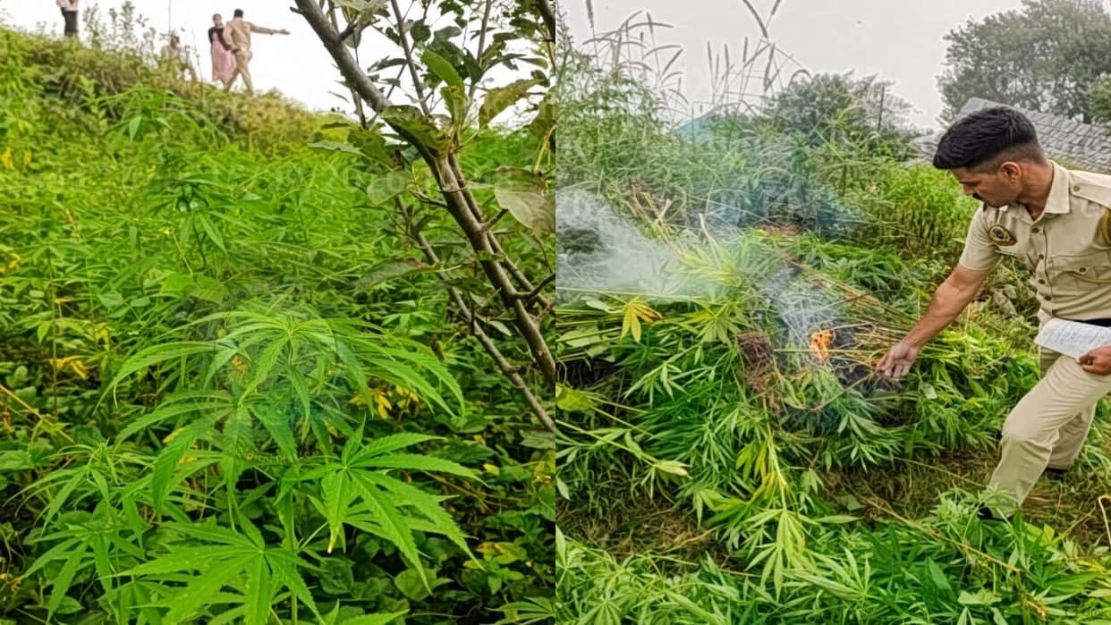 kupvi illegal cannabis cultivation 811 plants seized 791 destroyed