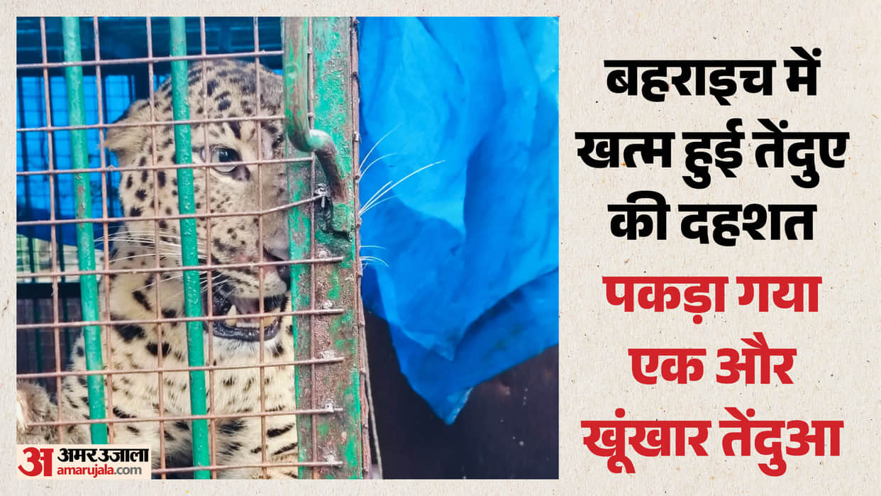Bahraich: Two ferocious leopards were captured one after the other, repeatedly attacking humans and animals; s