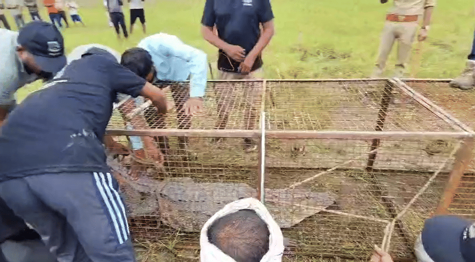 बदरखा सीरबास गांव में पकड़ा गया मगरमच्छ