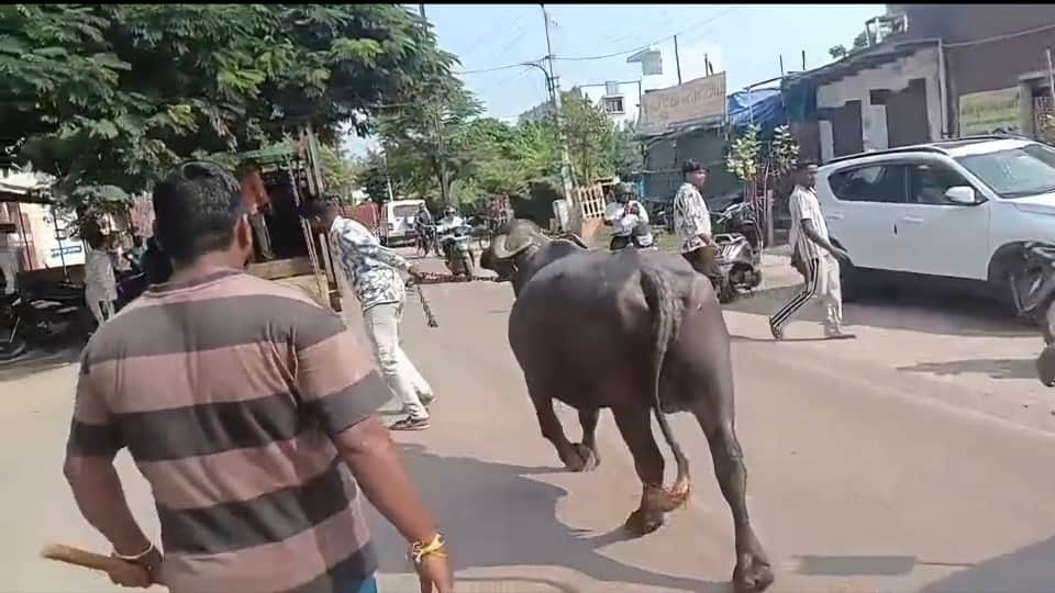चार भैंस की जब्त