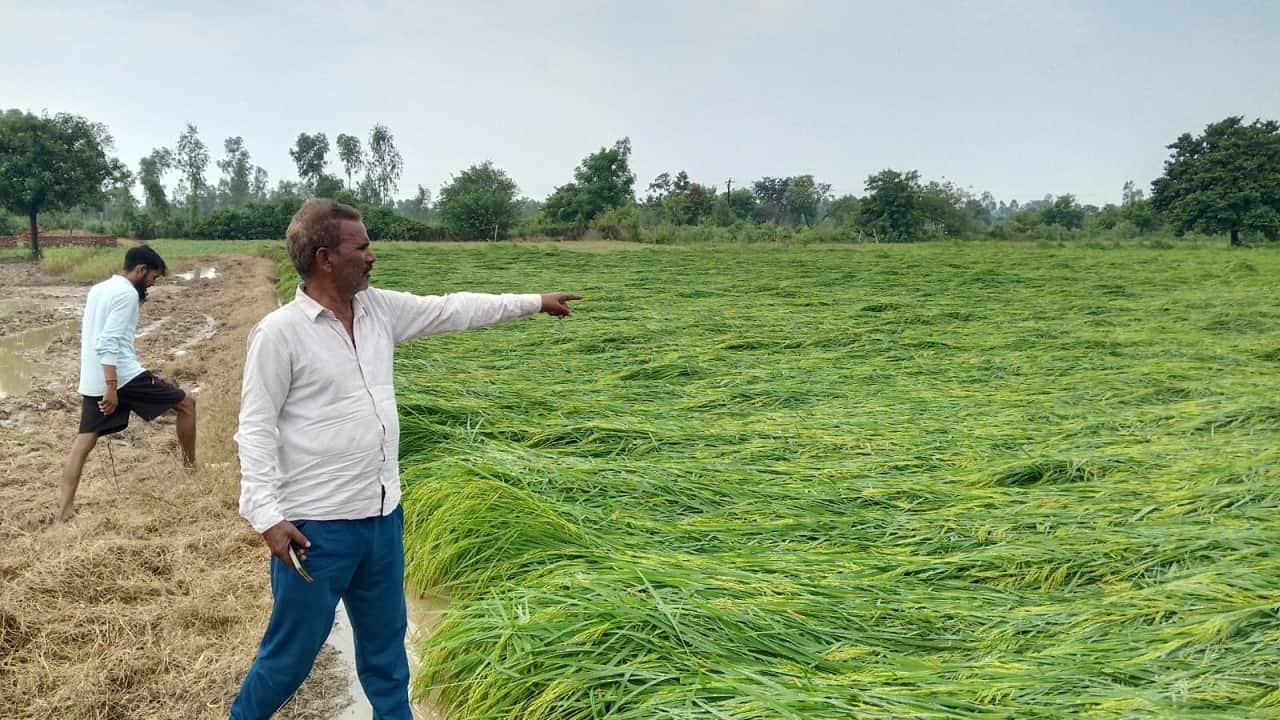 आंधी-बारिश से गिरी धान की फसल