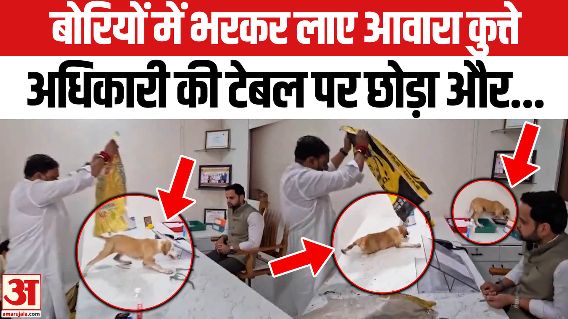 नासिक में आवारा कुत्तों की समस्या