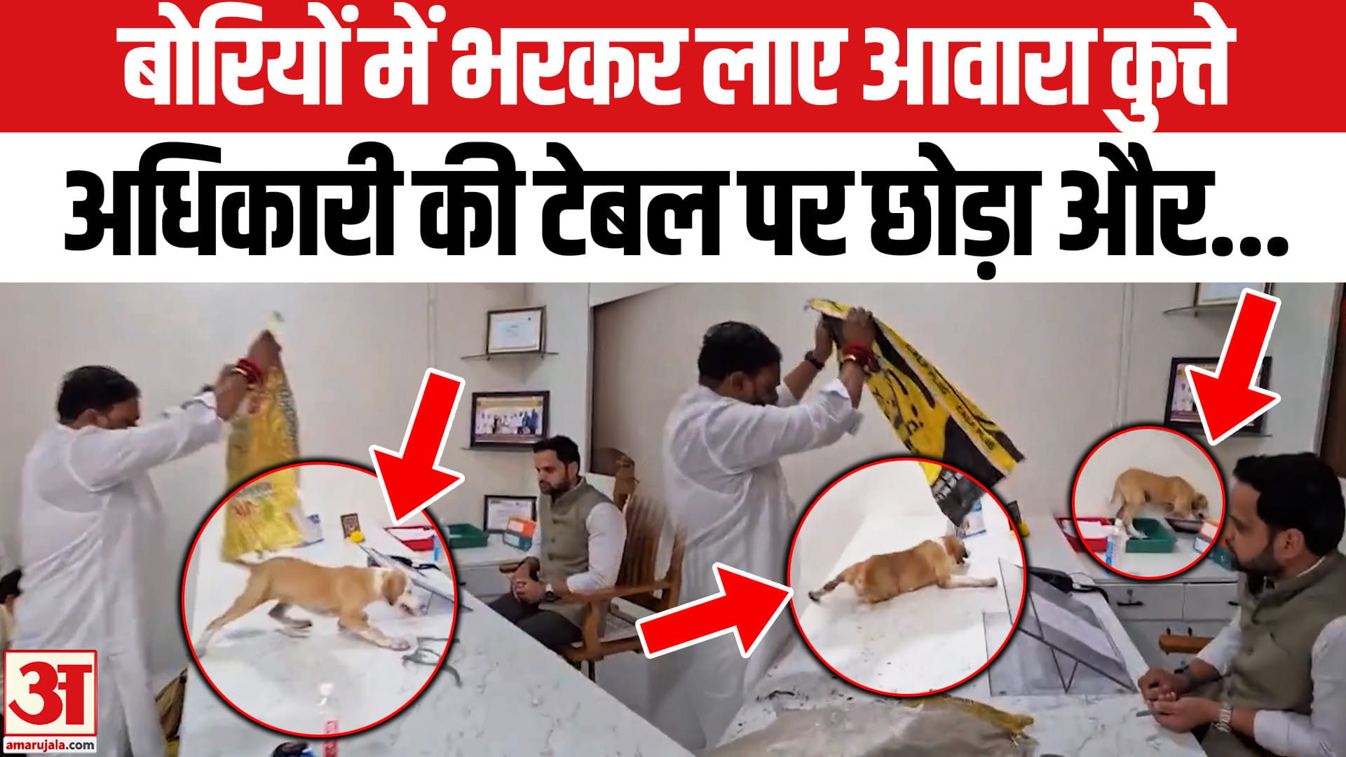 नासिक में आवारा कुत्तों की समस्या