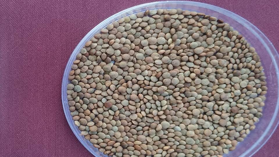 Eight improved varieties of cereals and pulses developed in almora