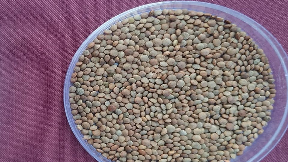 Eight improved varieties of cereals and pulses developed in almora