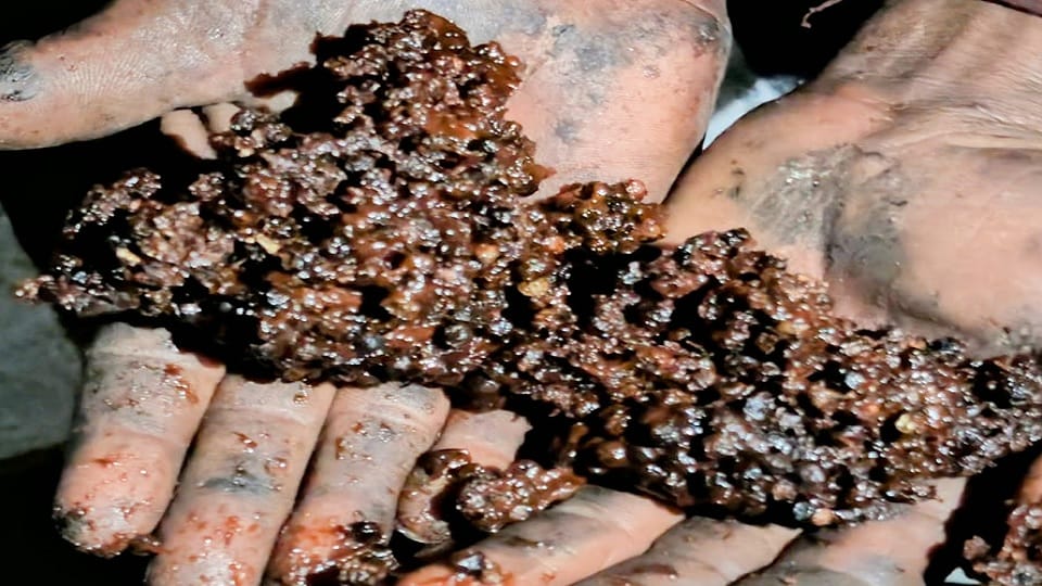 Substandard black pepper being processed materials worth 13.34 lakh seized in joint operation by Food Safety D