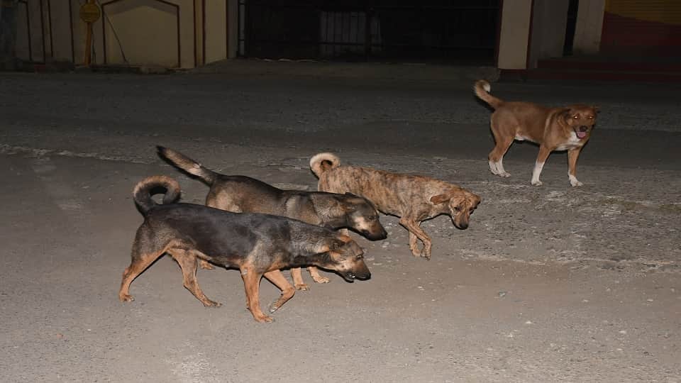 Terror of Stray Dogs: Thousands Injured Every Year