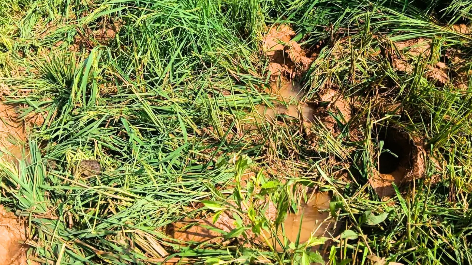 हाथियों के झुंड ने जमकर उत्पात मचाया