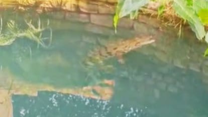 कुएं में मिले तीन मगरमच्छ।