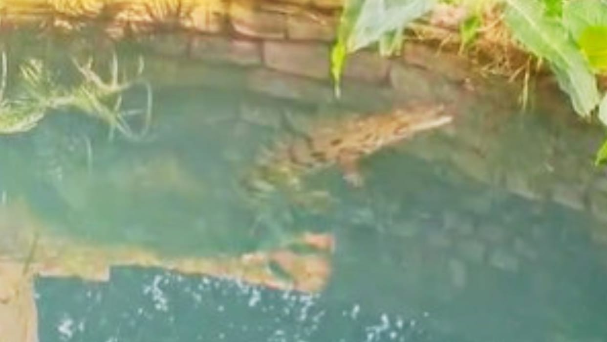 Three crocodiles found well Panic village Forest Department team arrives captured after rescue operation