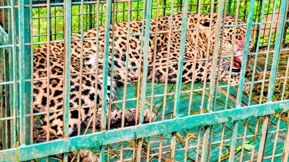 Moradabad: Leopard captured in Kanth 36 hours after attacking a woman; 16 have been caught so far