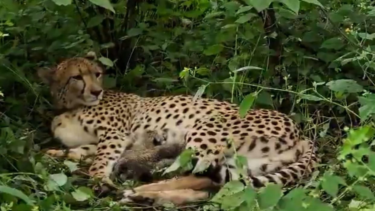 Sheopur: Kuno Celebrates 4 New Cheetah Cubs as India-Born KGP12 Gives Birth After Project Cheetah Turns 4