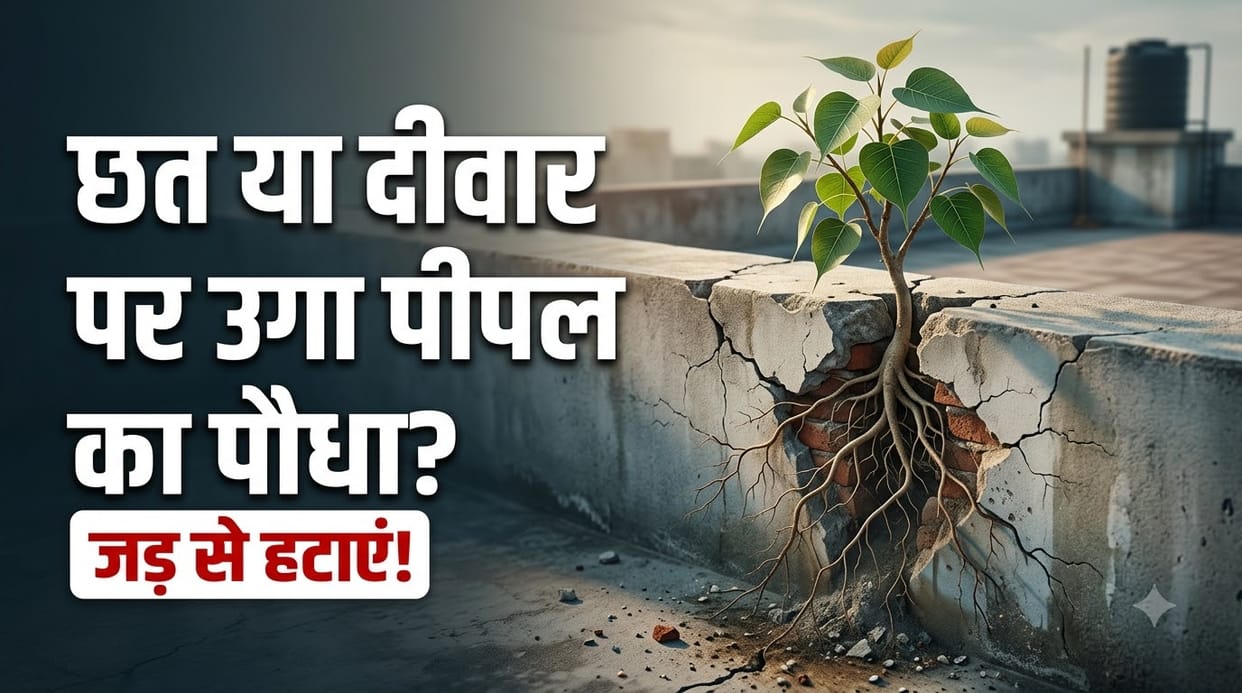 How to Remove a Peepal Plant Roots from Roof or Balcony Wall Permanently