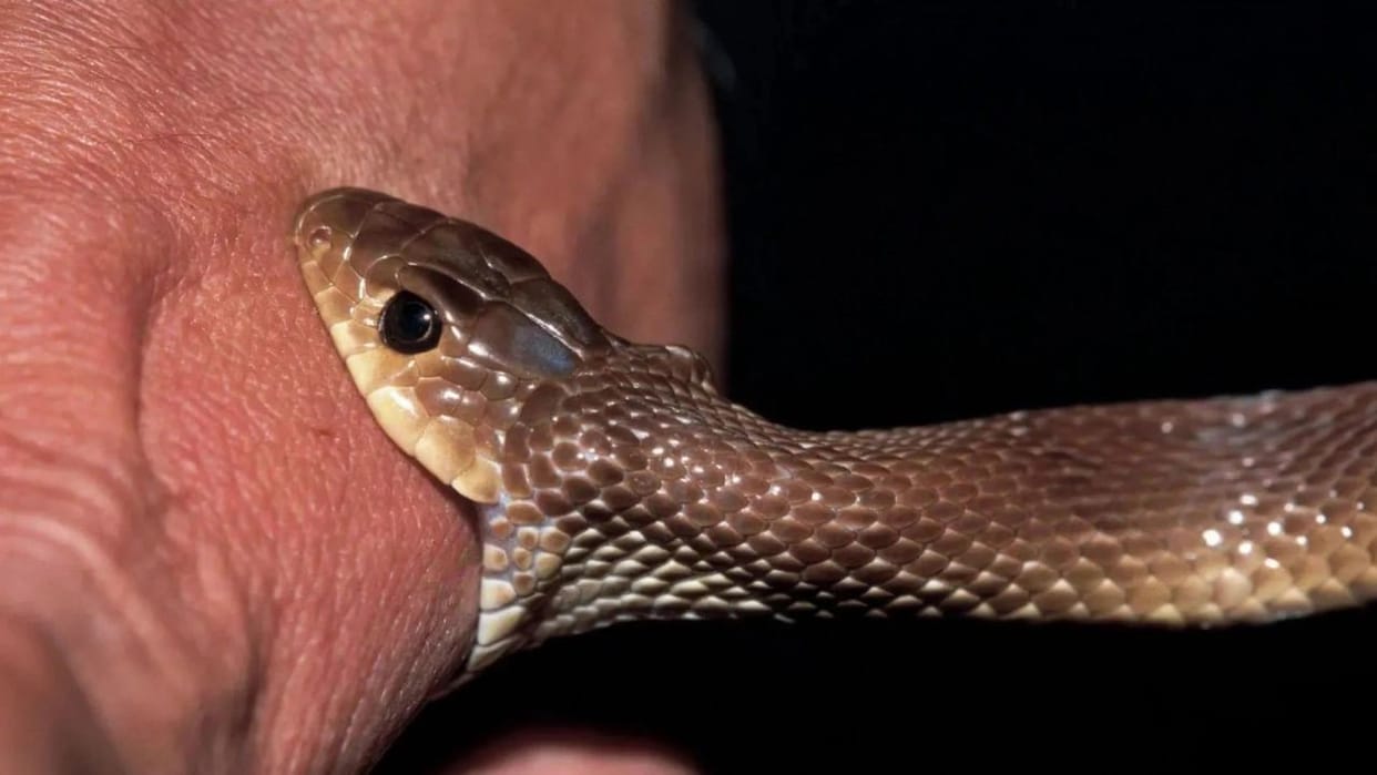 snakebite cases deaths immediate reporting bilaspur himachal