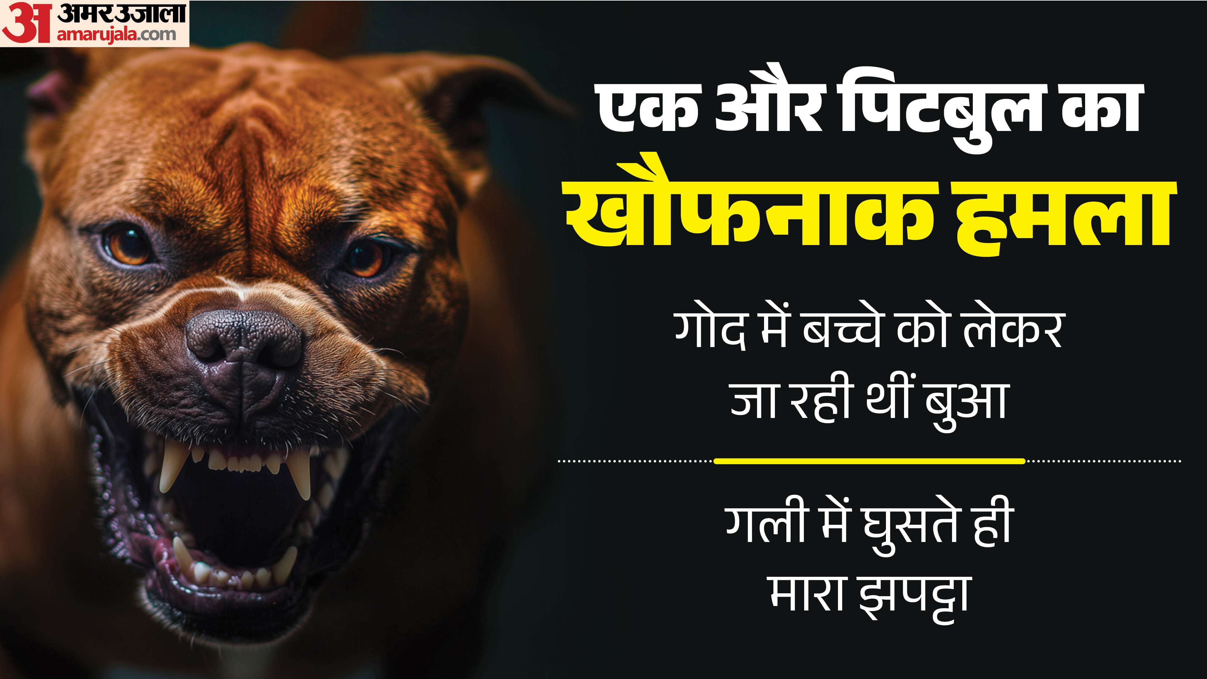 सोनीपत में पिटबुल का हमला