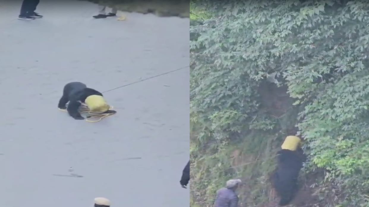 Dalhousie: Bear wanders into inhabited area in search of food, gets head stuck in a canister; ordeal lasts man
