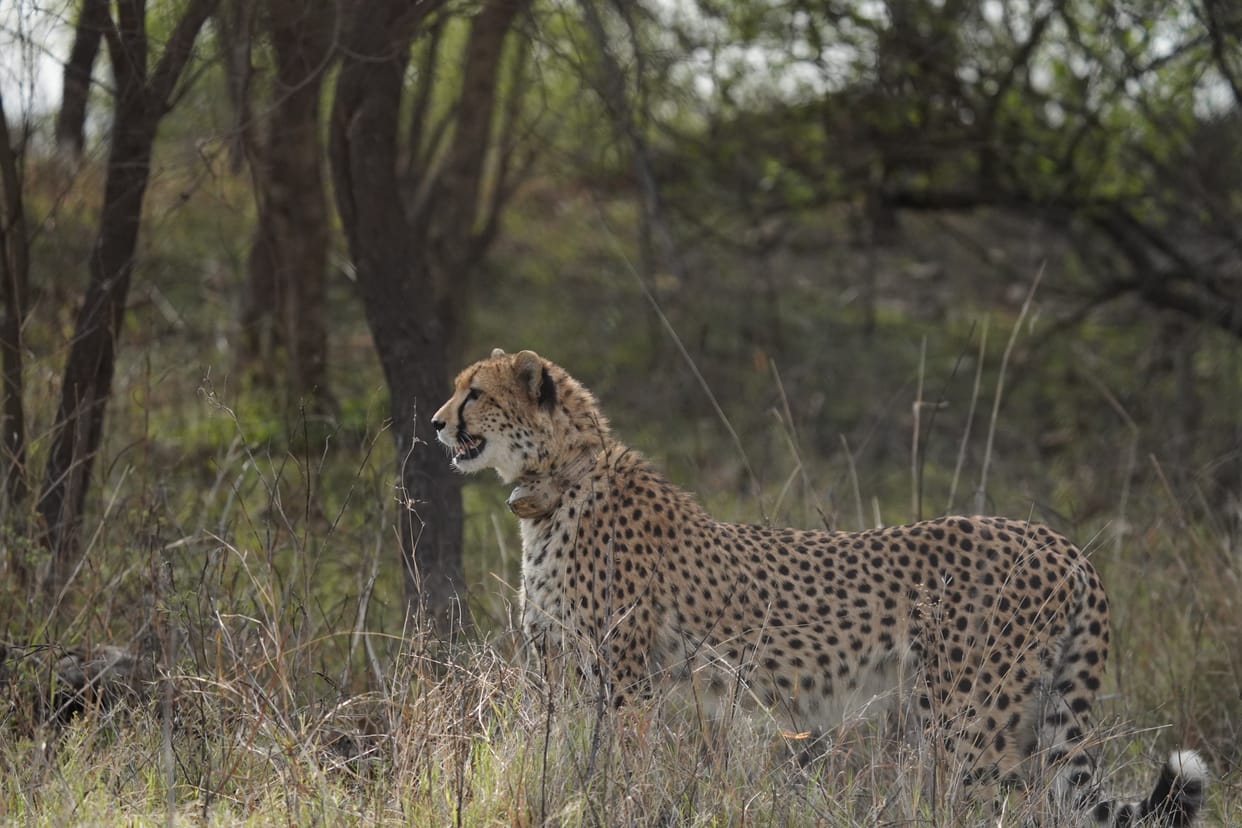 MP: Female Cheetah CCB-2 to Move From Kuno to Gandhi Sagar, Boosting Cheetah Conservation Efforts