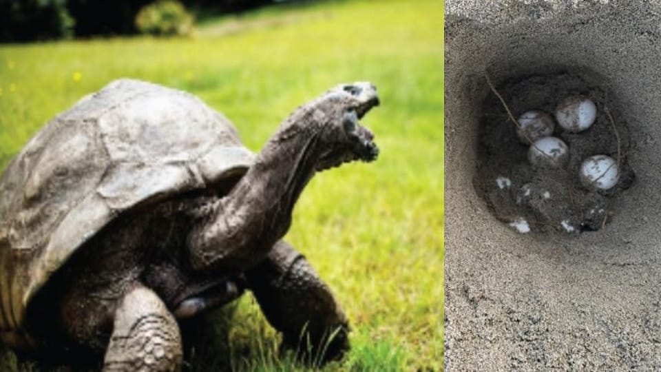 Agra: Over 1,500 Eggs of Rare Chitra Indica Turtle Found Along Yamuna