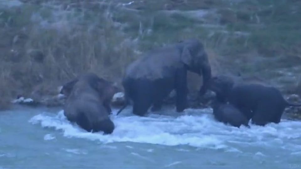 A female elephant risked her life to save a baby elephant in ramnagar