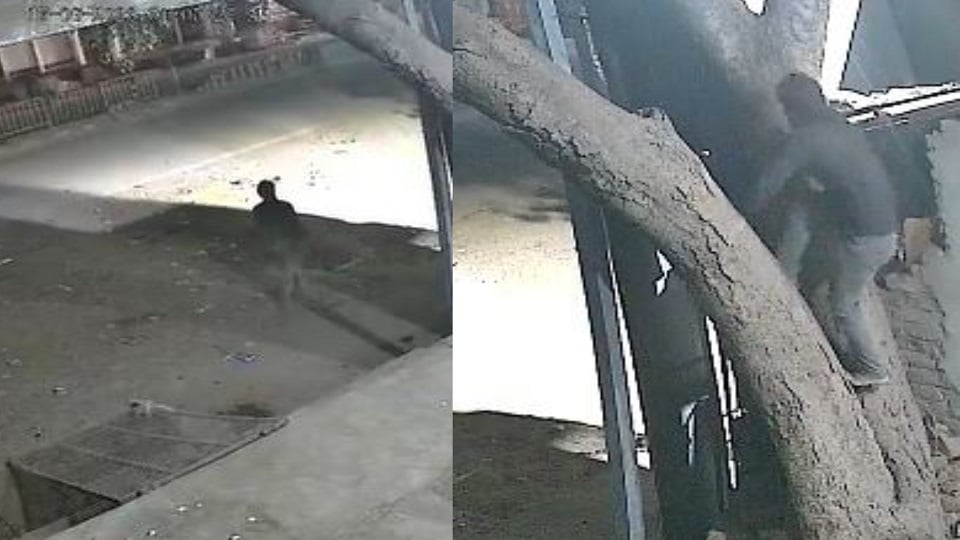 पेड़ पर चढ़ता चोर।