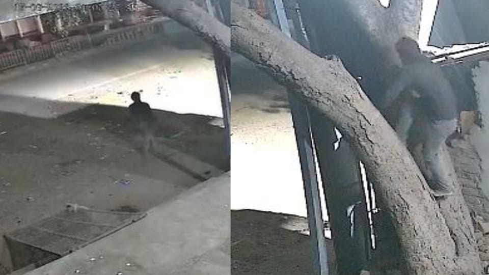 पेड़ पर चढ़ता चोर।