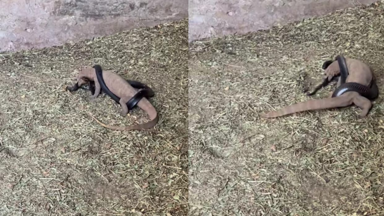 Saanp Aur Chipkali Ki Ladai Monitor Lizard and Snake Bloody Fight Video Goes Viral
