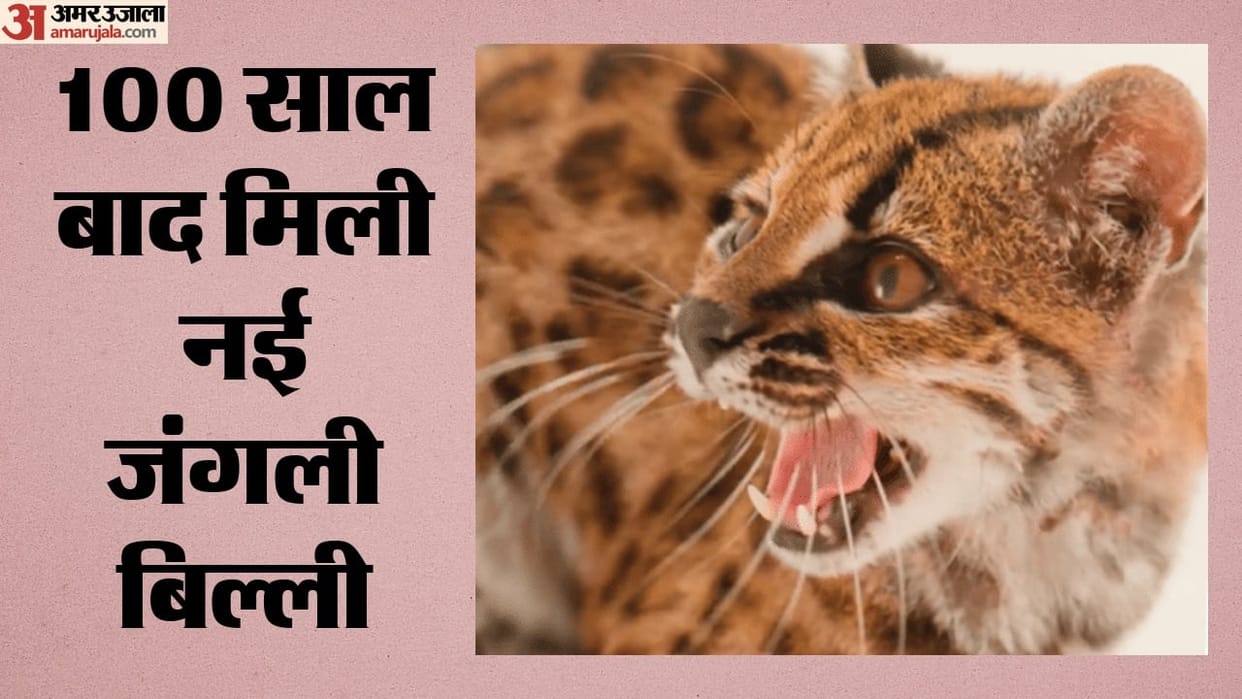 new wild cat species leopardus tilcayo bolivia