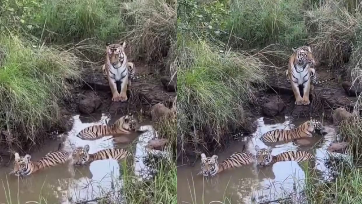 Tigress keeps watchful eye on her cubs as they cool off in pond at Tadoba reserve
