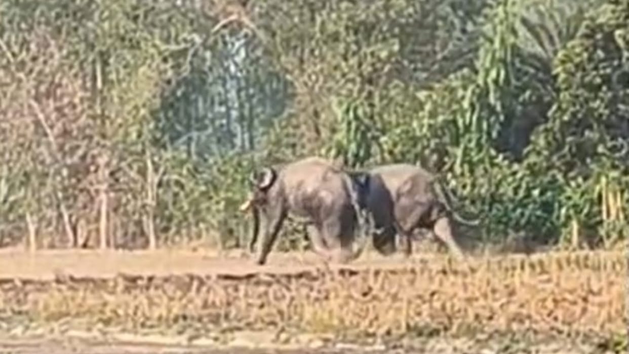 Pilibhit Tiger Reserve Encroachment on old corridors causes elephants to stray and damage inhabited areas