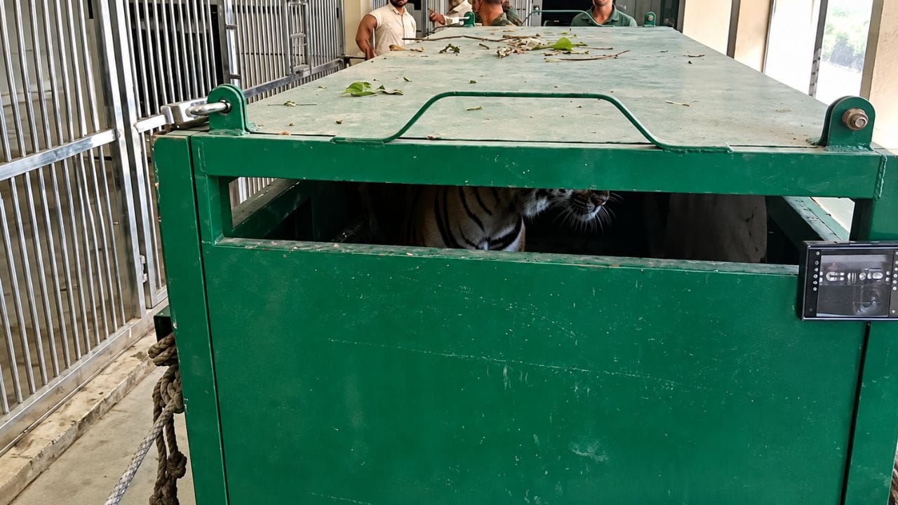 हिमाचल में पहली बार पहुंचा टाइगर का जोड़ा