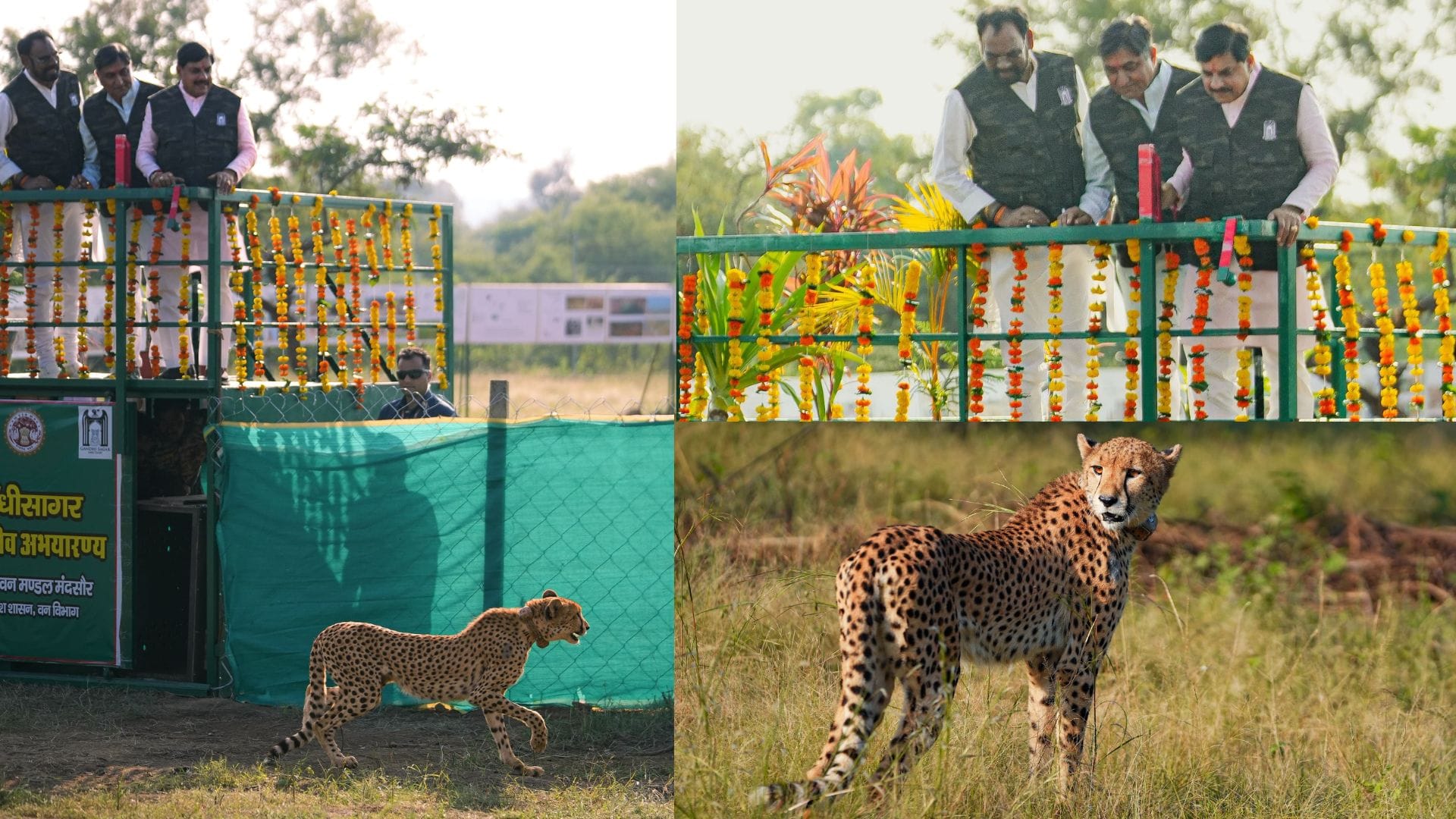 मुख्यमंत्री डॉ. मोहन यादव ने गांधी सागर में मादा चीता का छोड़ा