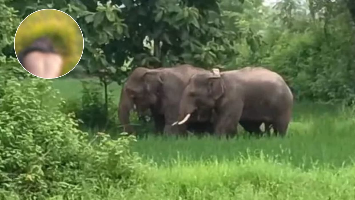 Raigarh: Man Trampled to Death by Elephant While Fishing, Crops Damaged; Forest Department Urges Caution
