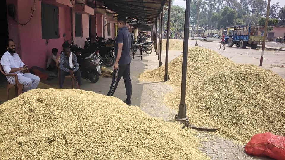 Low yield is getting more price than MSP in Hathras Mandi