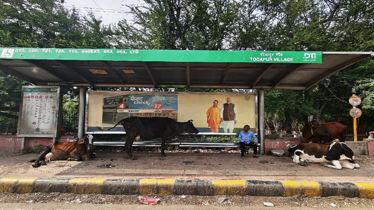 हड़ताल के बीच बस स्टैंड पर पशुओं का डेरा
