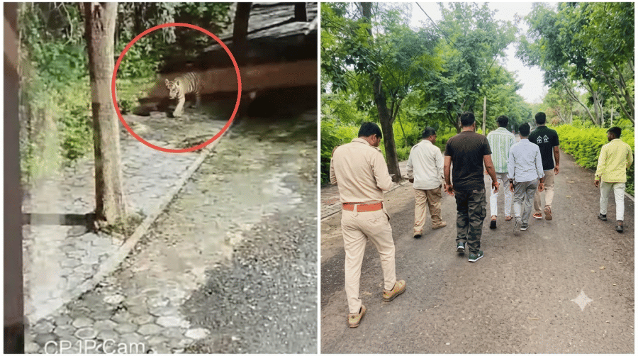सीसीटीवी में दिख रहा तेंदुआ और सर्चिंग के लिए गई टीम।