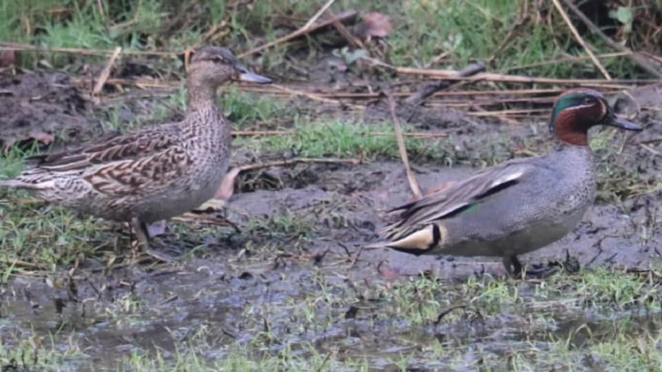 Birds gathering at jodhpur jhal near keetham lake in agra