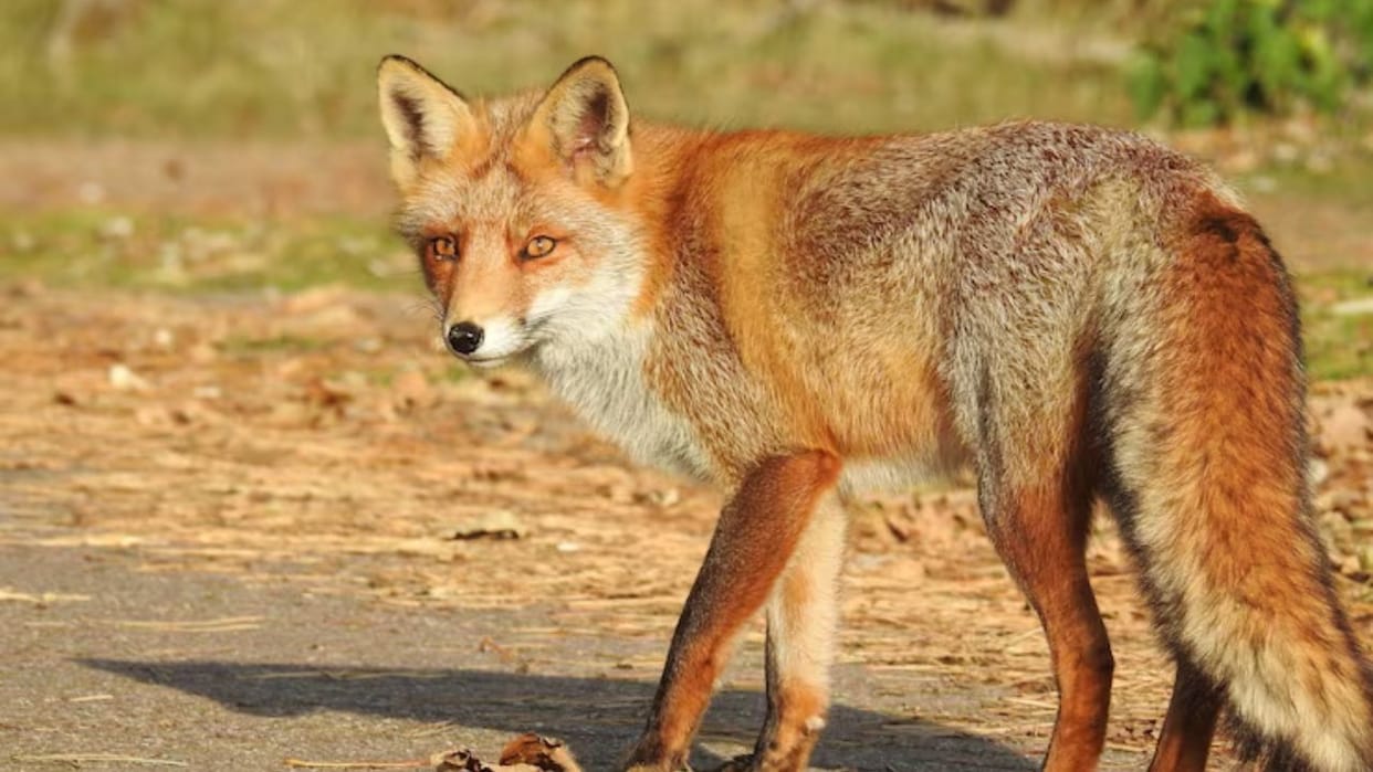 spiti red fox stray dogs snow leopard human activity wildlife study